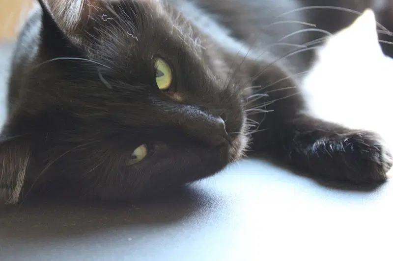 Lisper Moon, a young female cat up for adoption