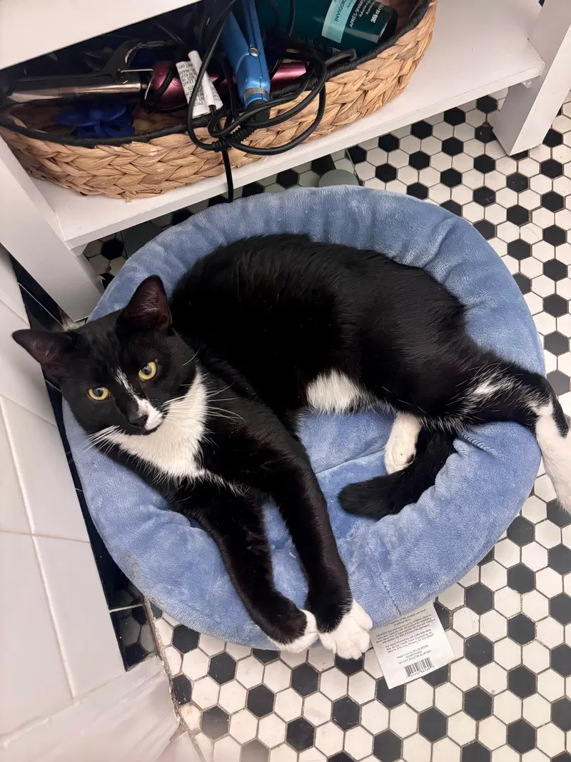 Binx, photo 3