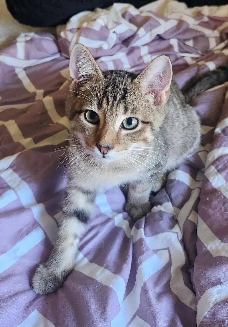 Bugle, a male kitten up for adoption