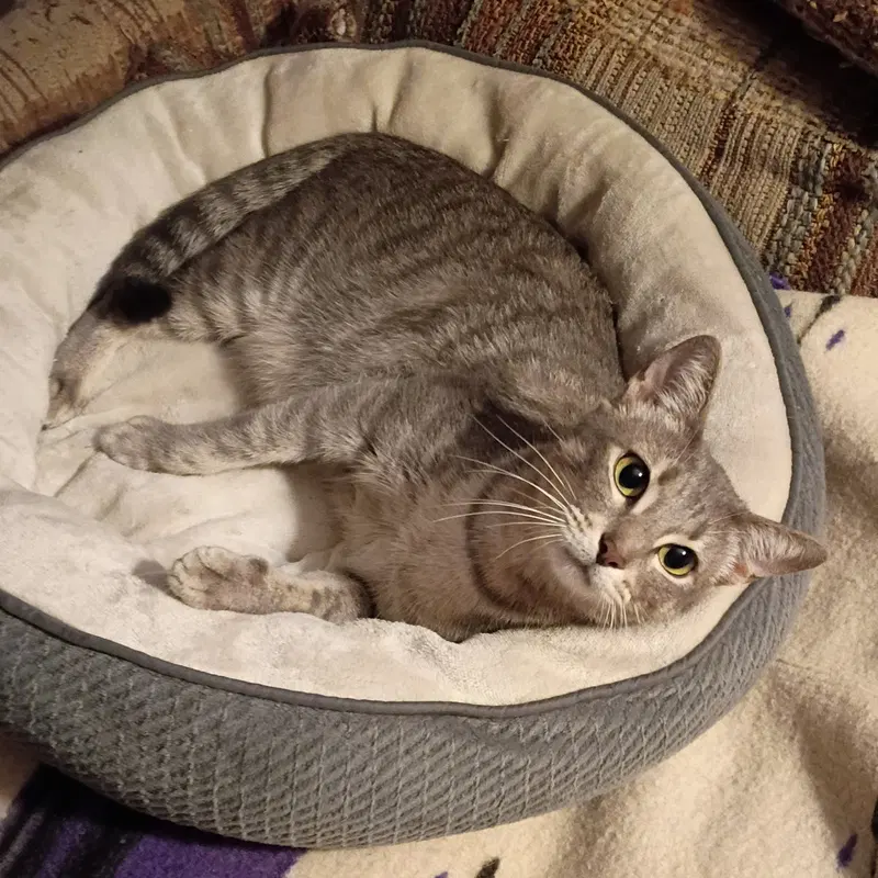 Luna, photo 2