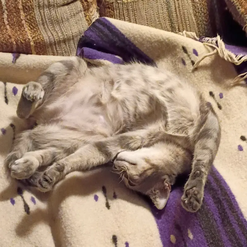 Luna, photo 3