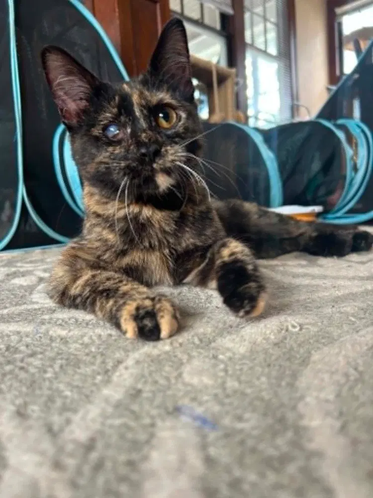 Bean, a female kitten up for adoption
