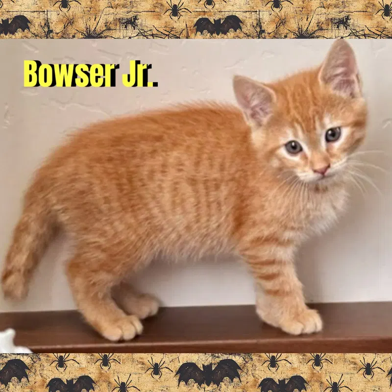 Bowser Jr., a male kitten up for adoption