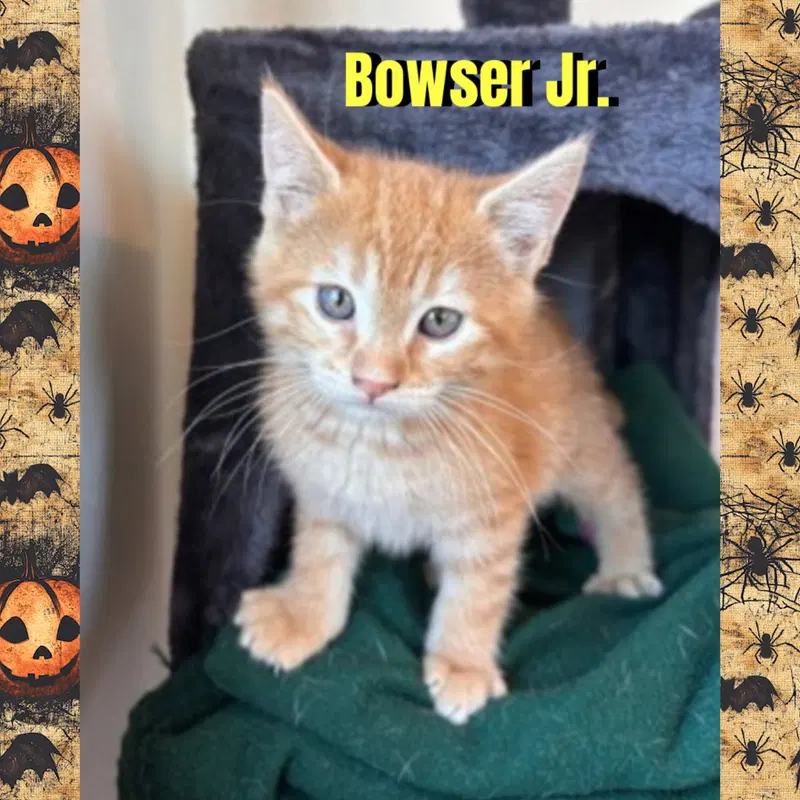 Bowser Jr., photo 4