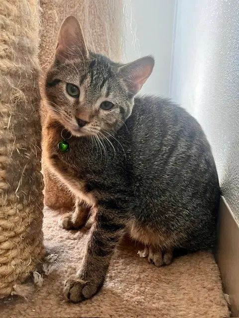 Teaspoon, a young female cat up for adoption
