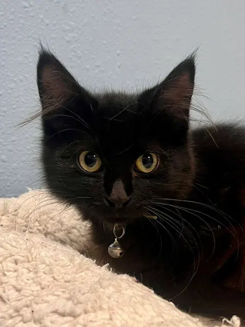 Cornelius, a male kitten up for adoption