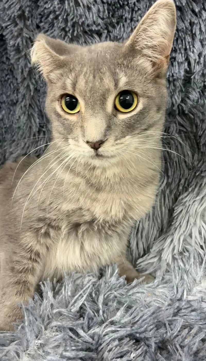 Freda, a young female cat up for adoption
