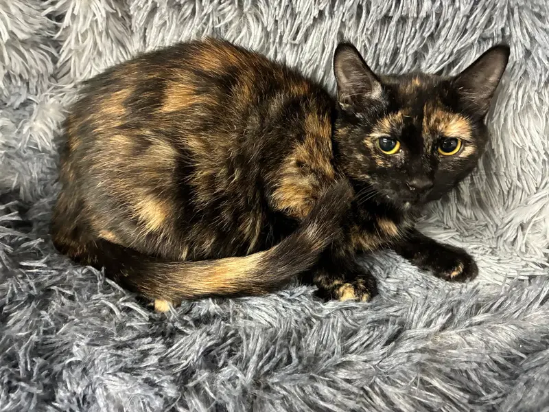 Kokomo, a female kitten up for adoption