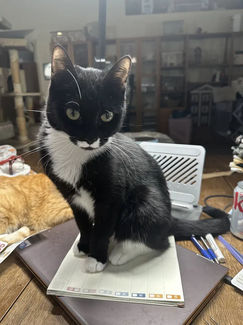 Brigid, an adult female Tuxedo cat up for adoption