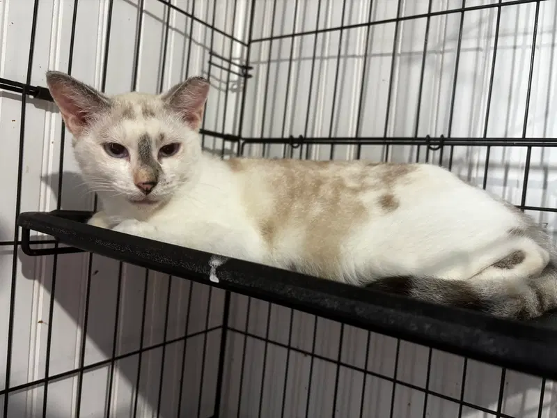 Khaleesi, photo 7