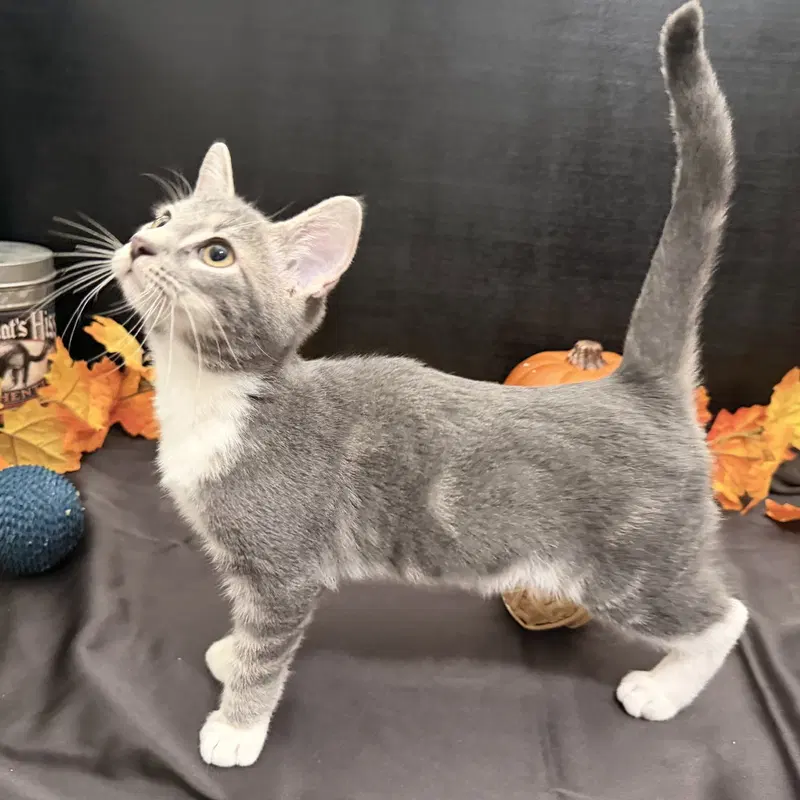 Roger, a male Tabby kitten up for adoption