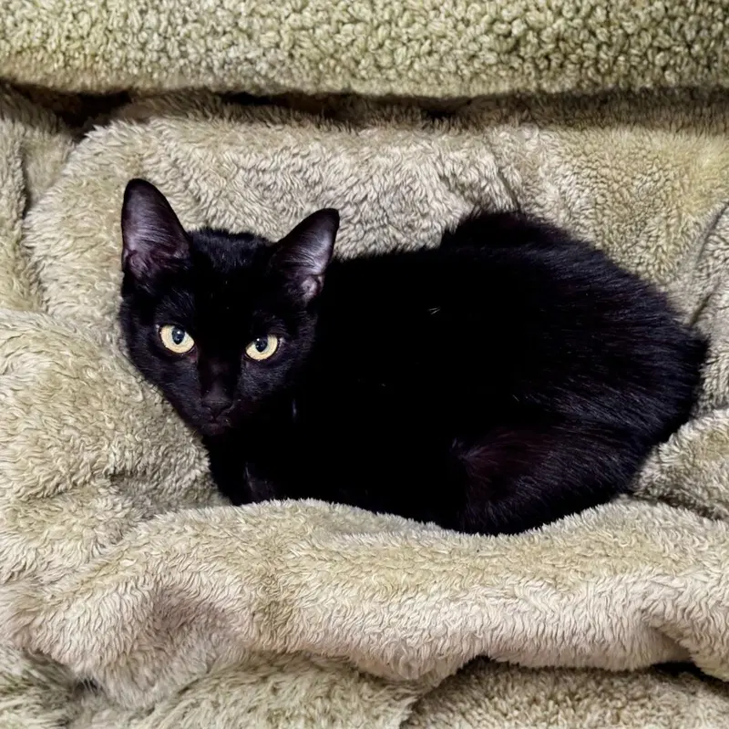 Tiffany, an adult female cat up for adoption