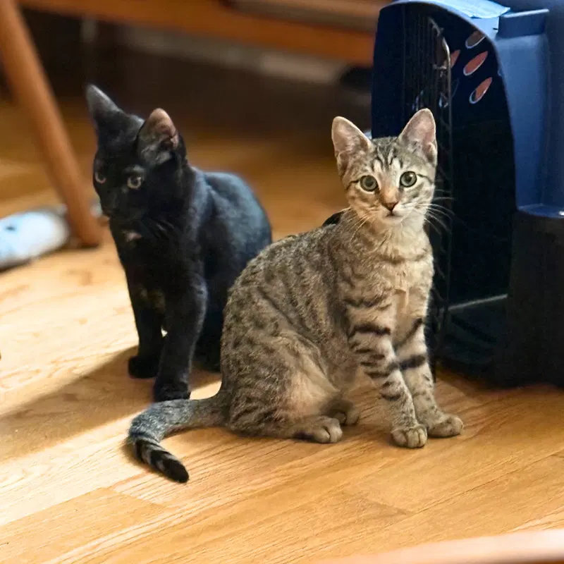 Super Soaker & Galaxy Blaster, kittens up for adoption