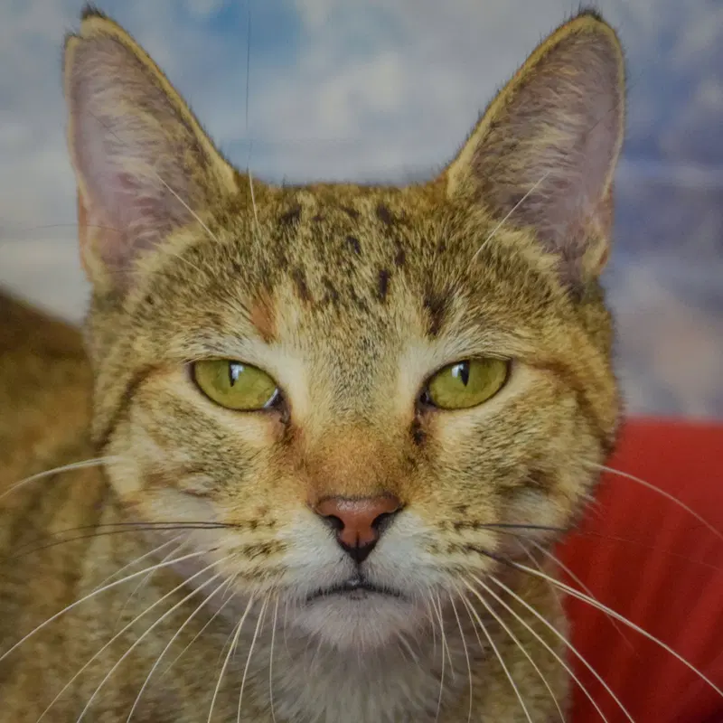 Kailani, a young female Tabby cat up for adoption