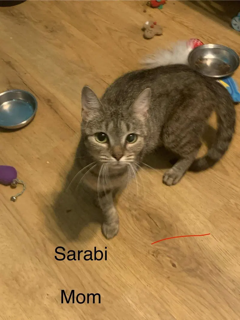 Sarabi, photo 2