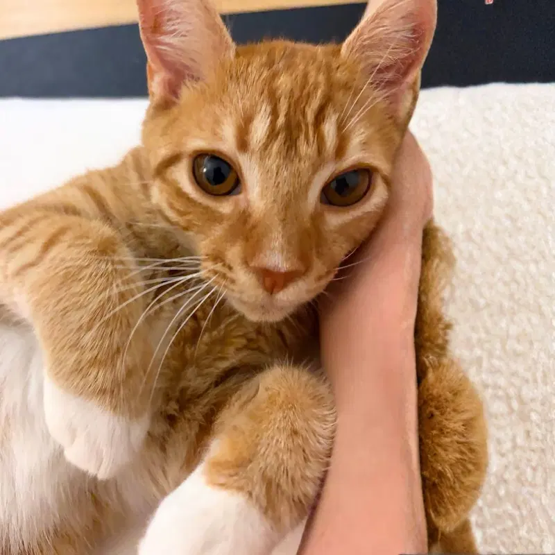 Moon, an adult male cat up for adoption