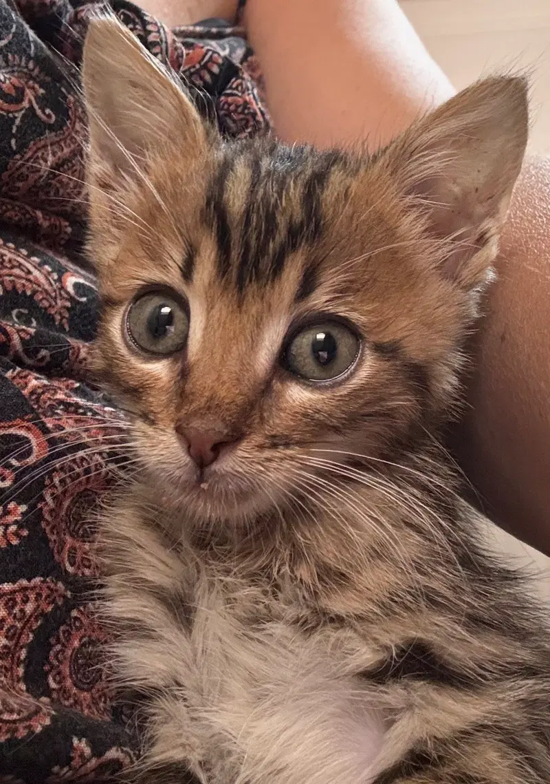 Toy Story bunch 3, a male kitten up for adoption