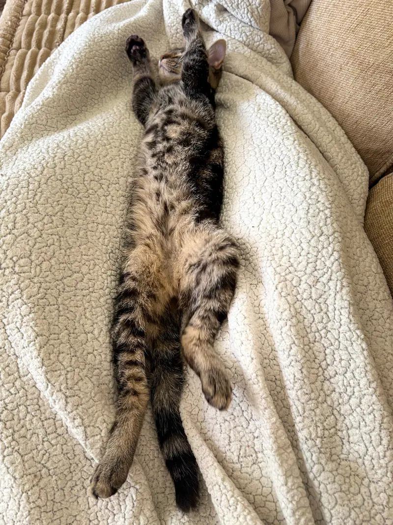 Rip, a male kitten up for adoption