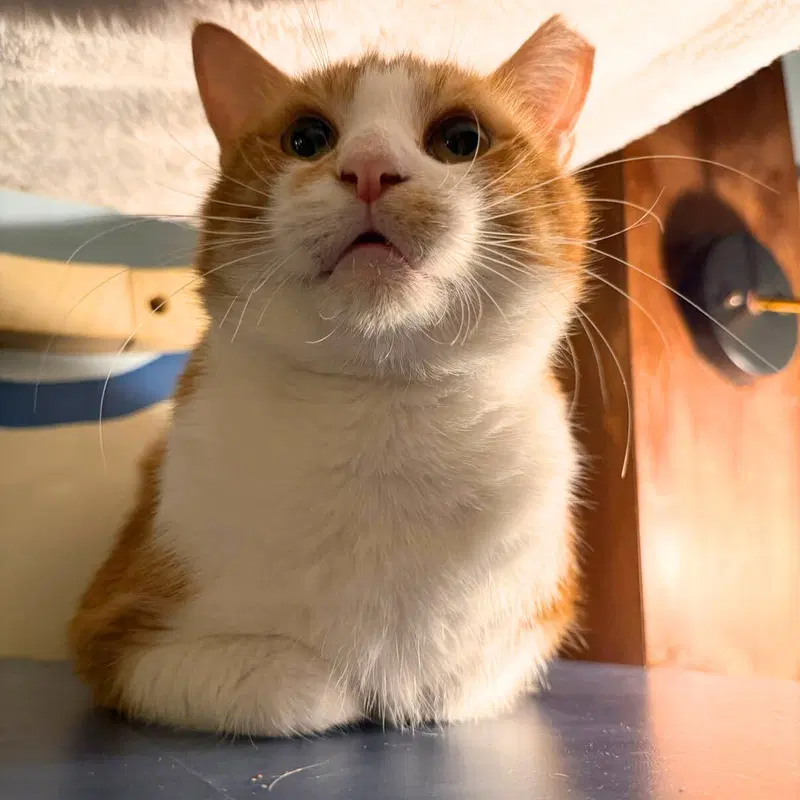 Draco, an adult male cat up for adoption
