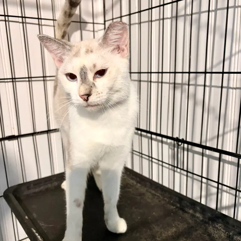 Khaleesi, photo 2