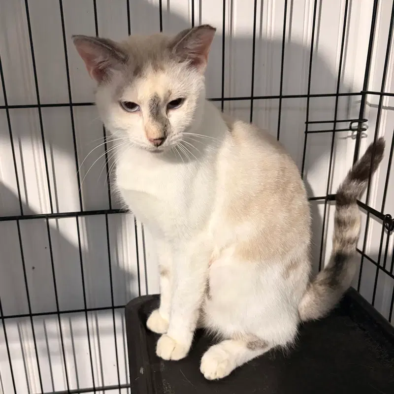 Khaleesi, an adult female Siamese cat up for adoption