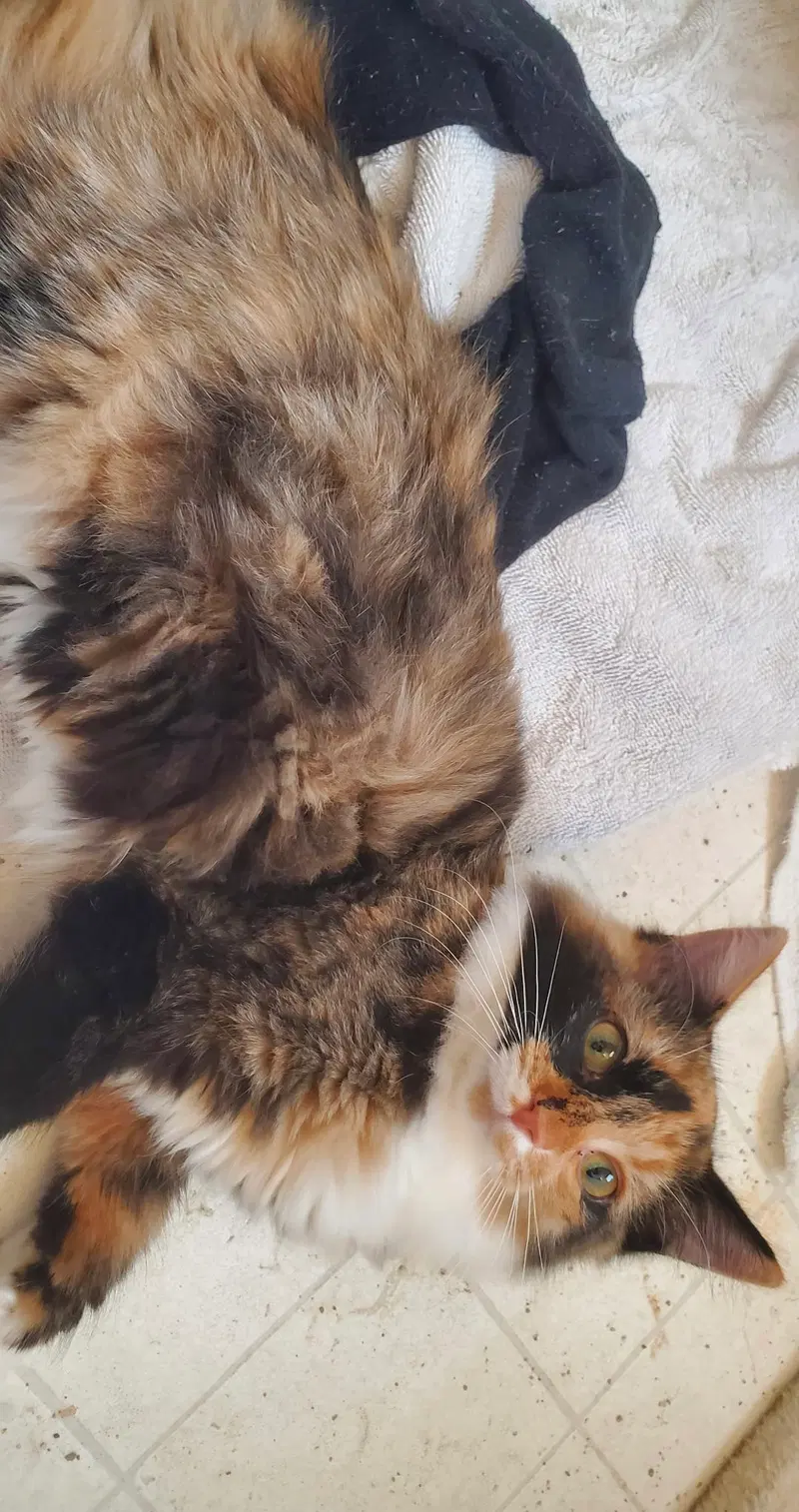 Patchez, a female kitten up for adoption