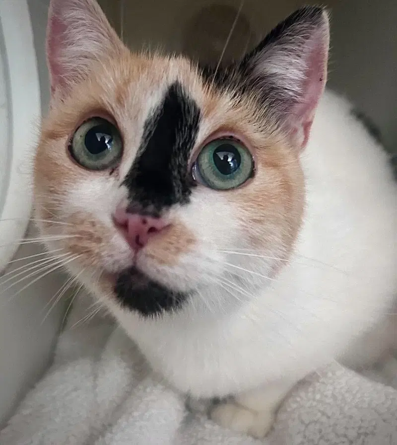 Fritter, an adult female cat up for adoption