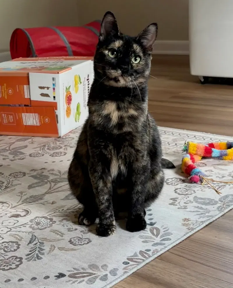 Felicia, a young female cat up for adoption