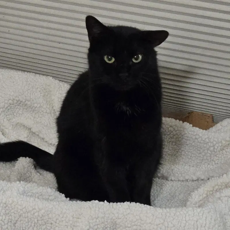 Harper, a young female cat up for adoption
