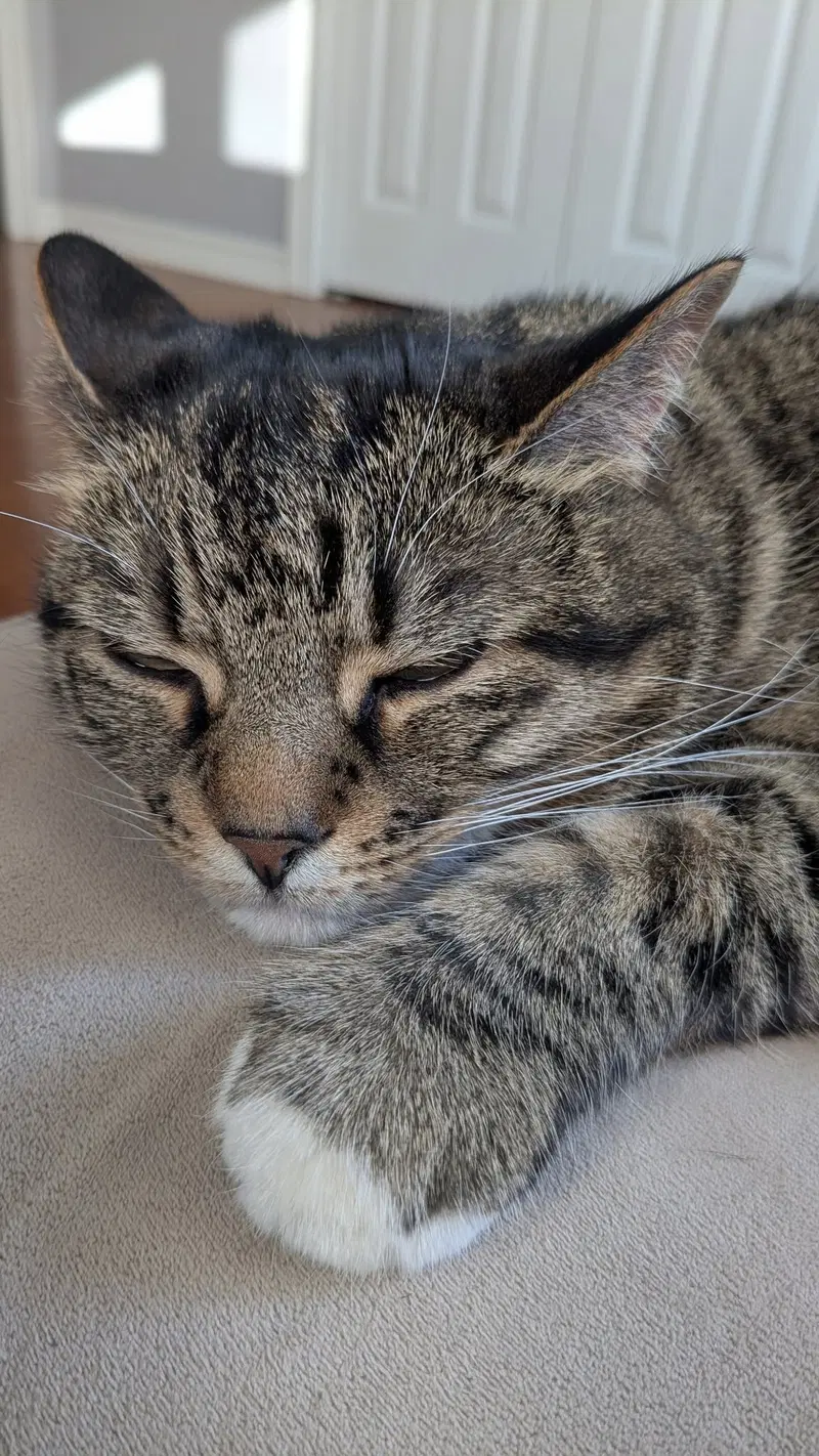 Tiger, photo 2
