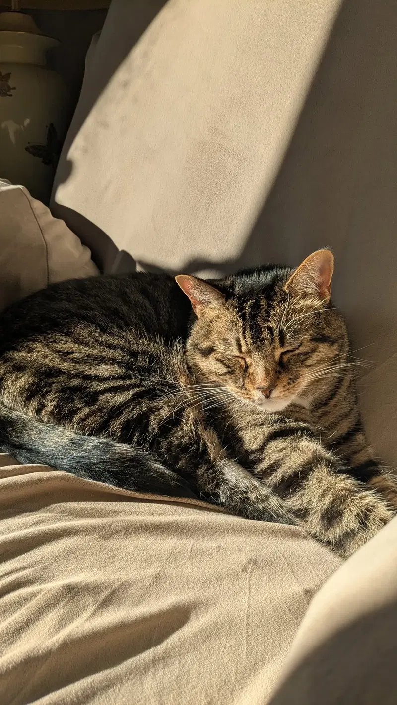 Tiger, photo 3
