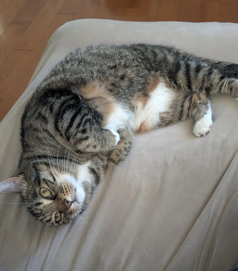 Tiger, photo 4