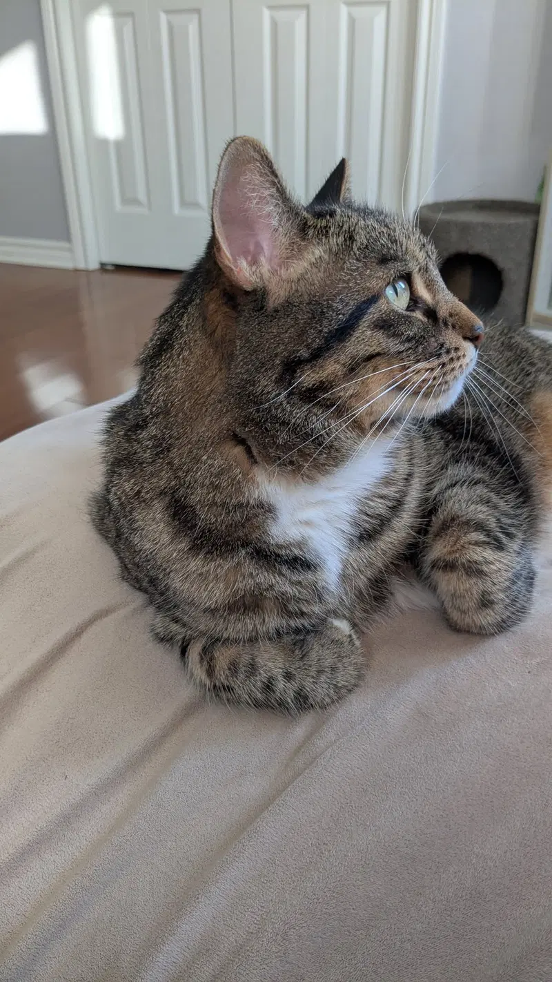 Tiger, photo 5