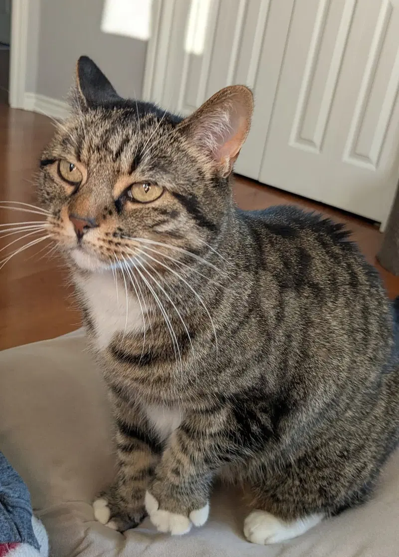 Tiger, a female Tabby cat up for adoption