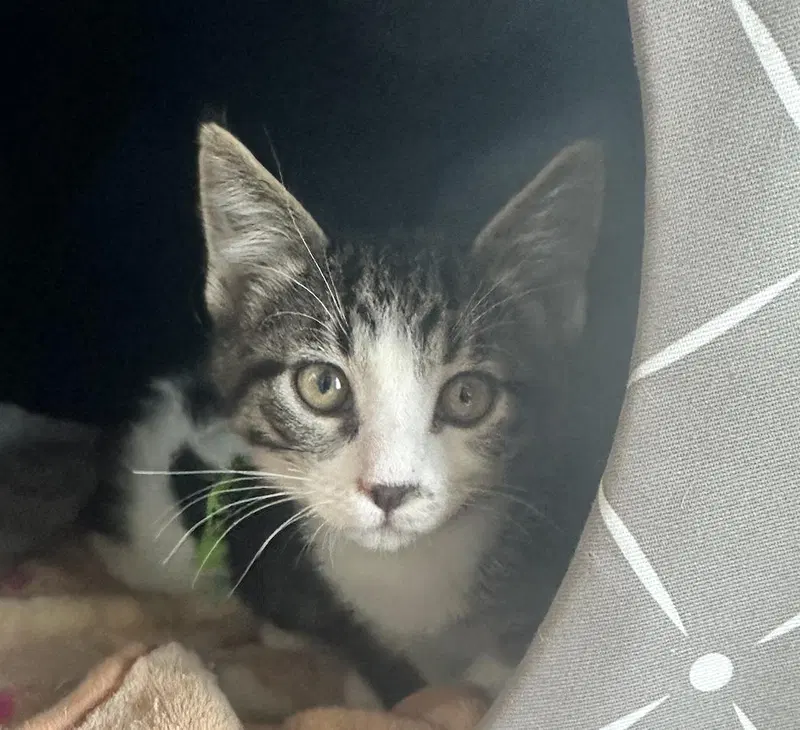 Gidget, a male kitten up for adoption