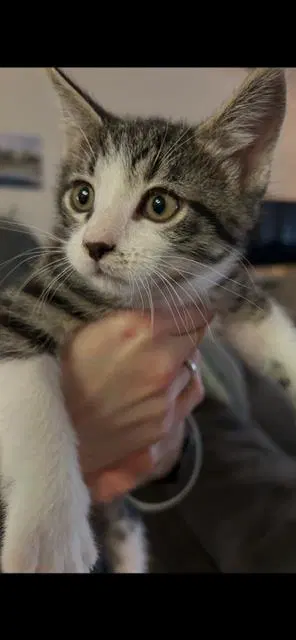 Gidget, photo 3
