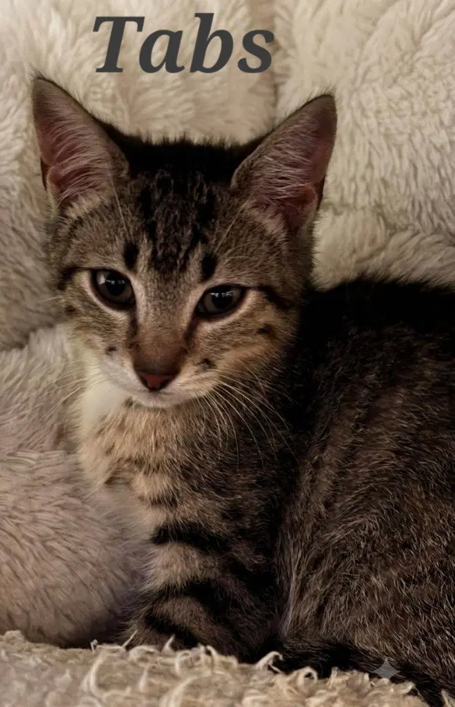 Tabs, a male kitten up for adoption
