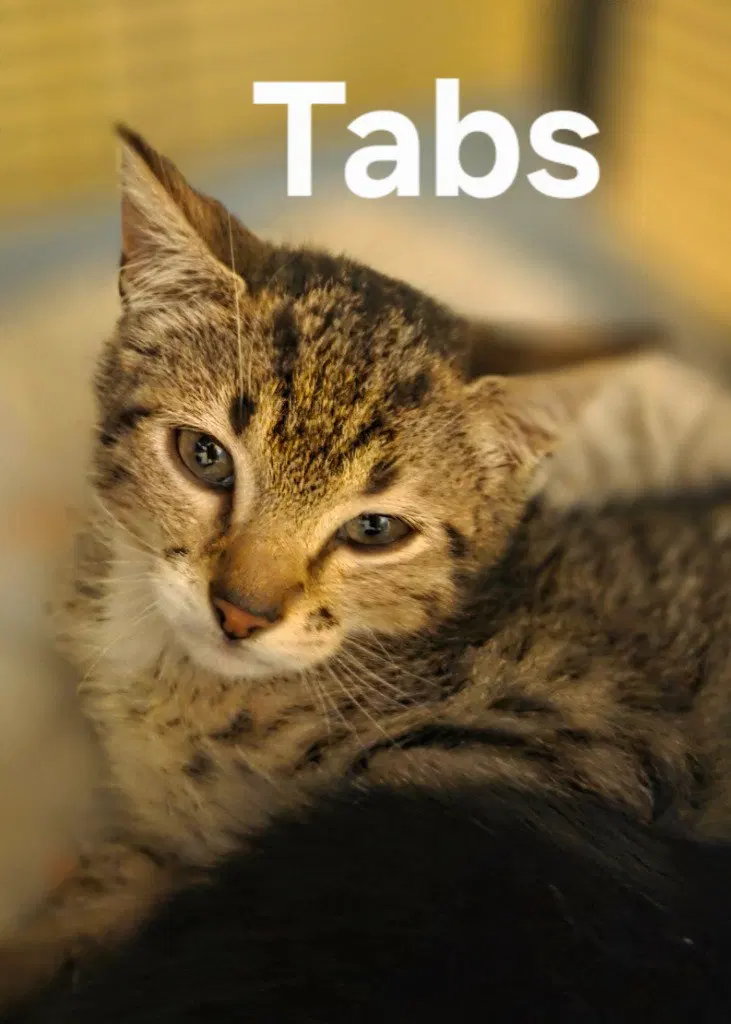 Tabs, photo 3
