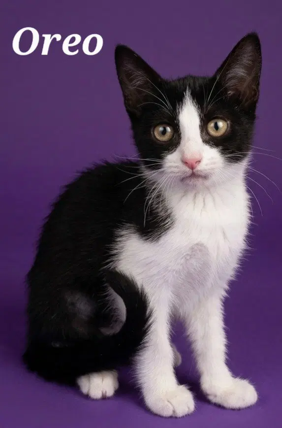Oreo, a female kitten up for adoption
