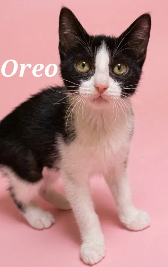 Oreo, photo 2