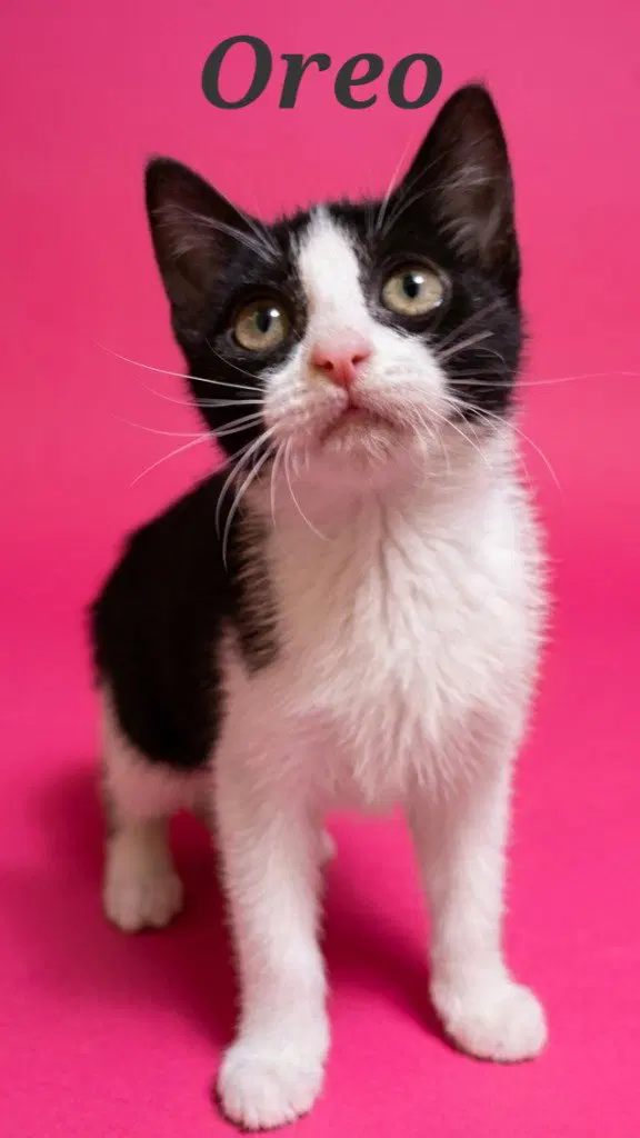 Oreo, photo 3