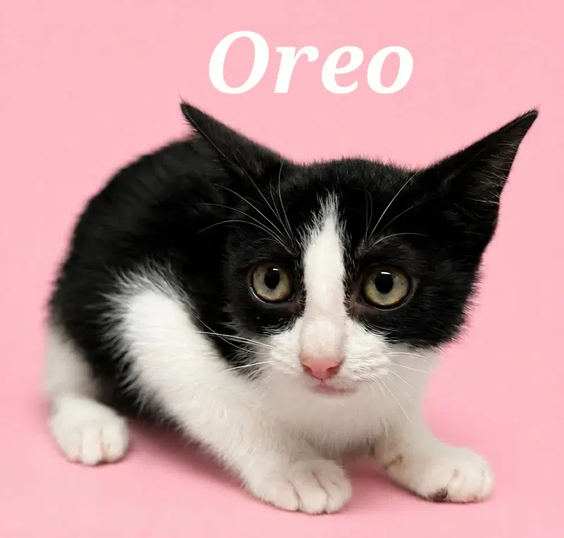 Oreo, photo 4