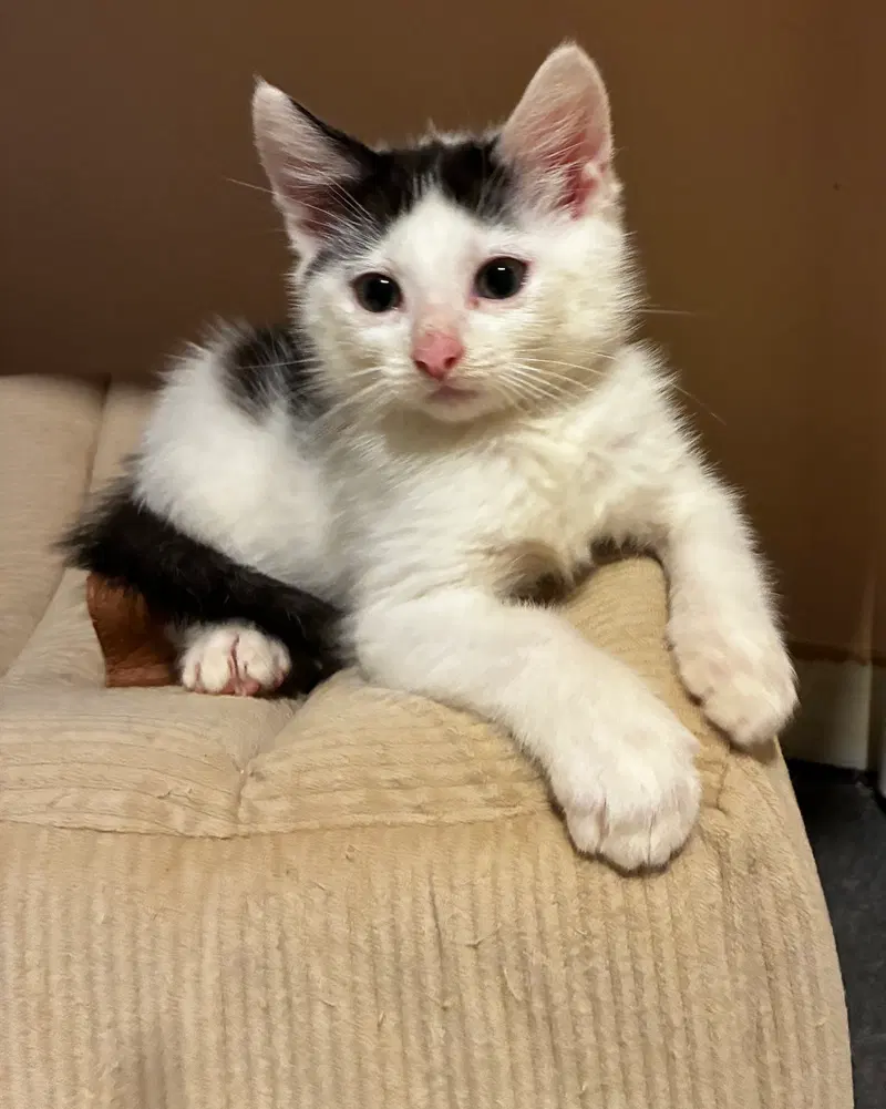 Poly, a male kitten up for adoption
