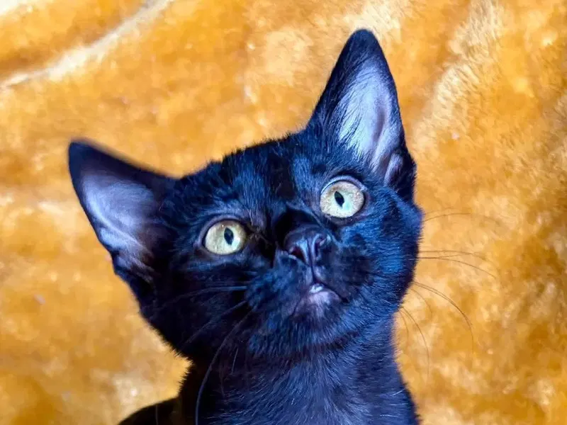 Jethro, a male kitten up for adoption