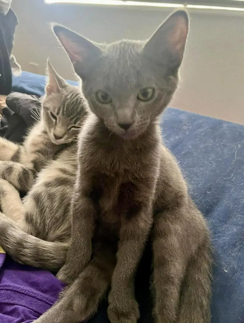 Blu Naylor Bonded To Cheba Naylor, a young female cat up for adoption