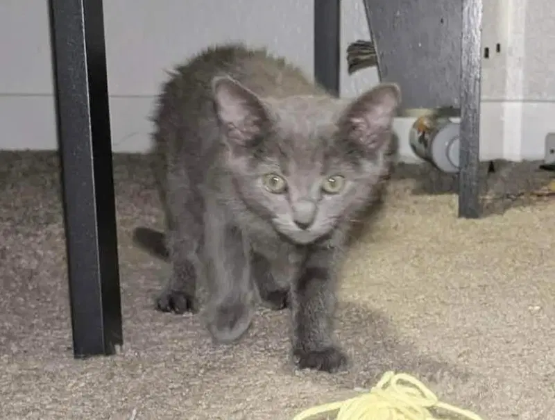 Blu Naylor Bonded To Cheba Naylor, photo 2