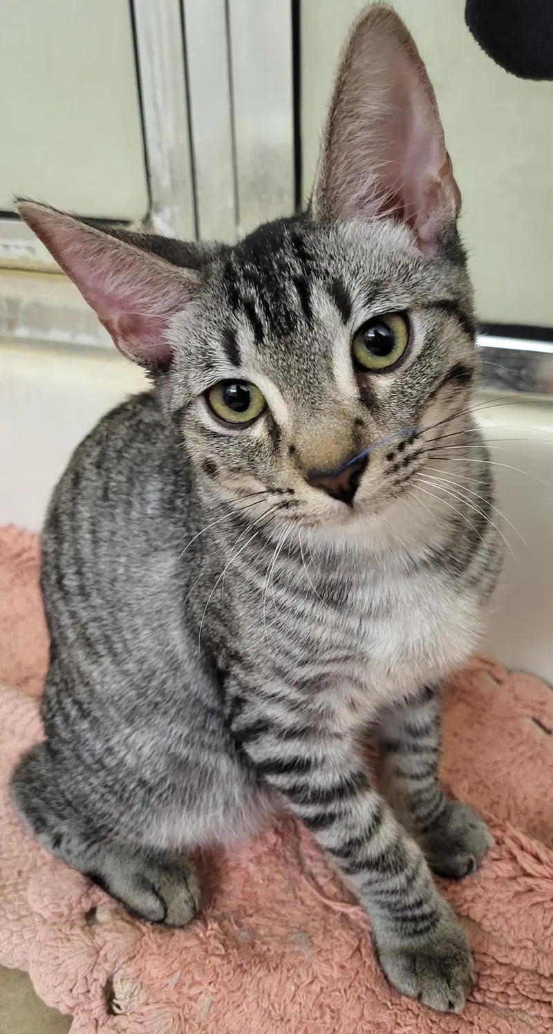 Tano Nambari, a male kitten up for adoption