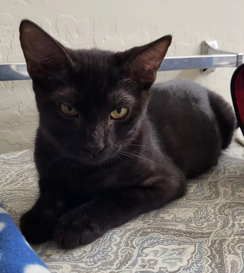 Mbili Nambari, a male kitten up for adoption