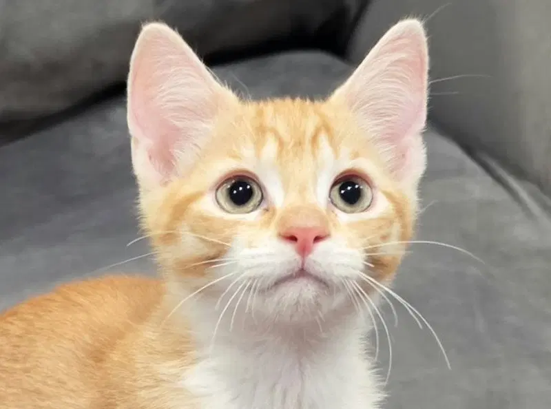 Sonny, a male kitten up for adoption