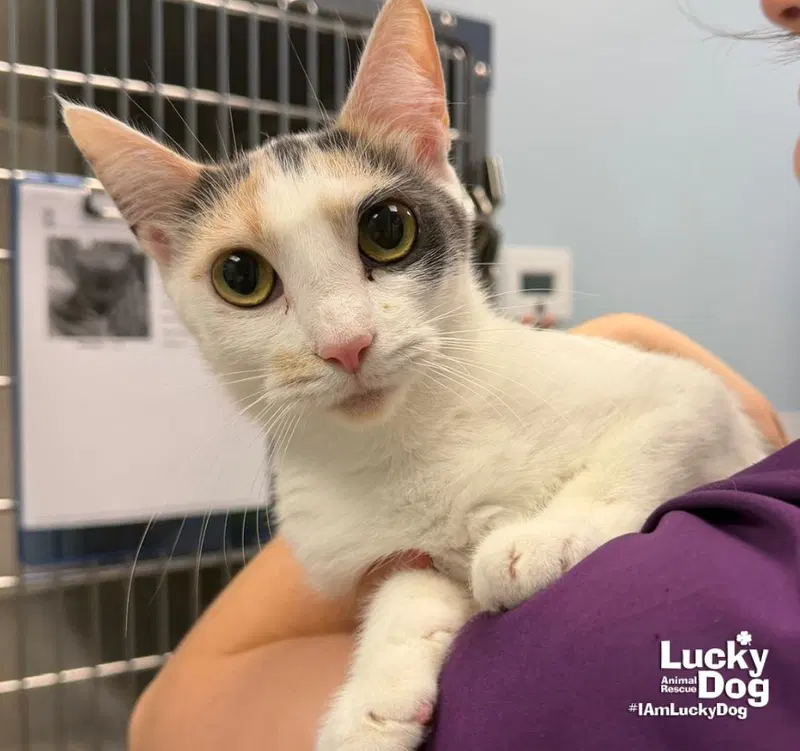 Kat, an adult female cat up for adoption